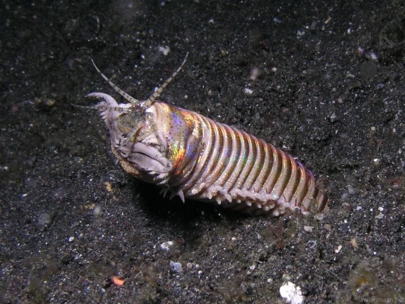 Bobbit Worm